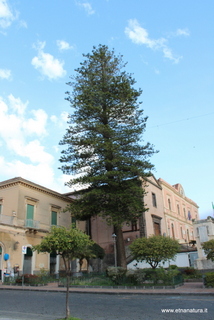 Araucaria villetta Caduti